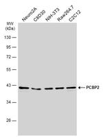 PCBP2 Antibody in Western Blot (WB)