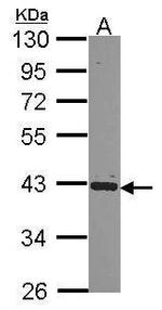 PCBP2 Antibody in Western Blot (WB)