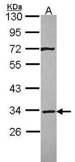 Syntaxin 4 Antibody in Western Blot (WB)