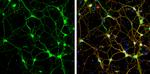 Syntaxin 4 Antibody in Immunocytochemistry (ICC/IF)