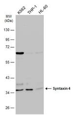 Syntaxin 4 Antibody in Western Blot (WB)