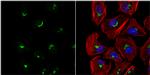 VBP1 Antibody in Immunocytochemistry (ICC/IF)