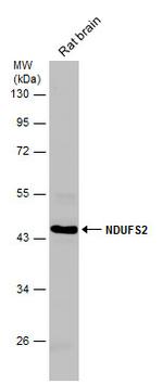 NDUFS2 Antibody in Western Blot (WB)