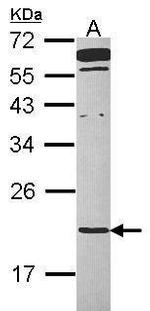 TMED2 Antibody in Western Blot (WB)