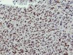 HEAB Antibody in Immunohistochemistry (Paraffin) (IHC (P))