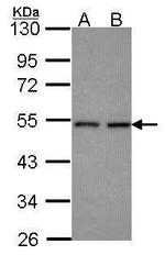 HEAB Antibody in Western Blot (WB)