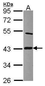 LIAS Antibody in Western Blot (WB)