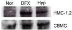 HIF1A Antibody in Western Blot (WB)