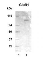 mGluR1 Antibody in Western Blot (WB)