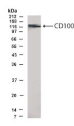 CD100 Antibody in Western Blot (WB)