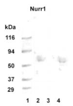 Nurr1 Antibody in Western Blot (WB)