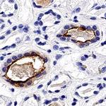 Aquaporin 2 Antibody in Immunohistochemistry (Paraffin) (IHC (P))