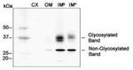 Aquaporin 2 Antibody in Western Blot (WB)