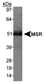 CD204 Antibody in Western Blot (WB)