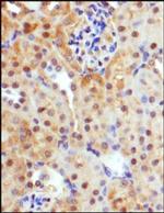 GLUT9 Antibody in Immunohistochemistry (Paraffin) (IHC (P))