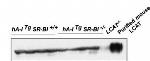 LCAT Antibody in Western Blot (WB)