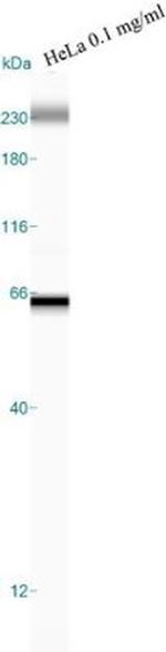 GRP78 Antibody in Western Blot (WB)