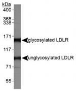 LDLR Antibody in Western Blot (WB)