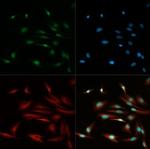 TCF7L2 Antibody in Immunocytochemistry (ICC/IF)