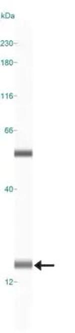 LC3A Antibody in Western Blot (WB)