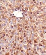 Ferroportin Antibody in Immunohistochemistry (Paraffin) (IHC (P))