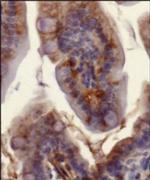 Ferroportin Antibody in Immunohistochemistry (Paraffin) (IHC (P))