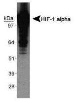 HIF1A Antibody in Western Blot (WB)