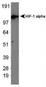 HIF1A Antibody in Western Blot (WB)