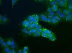 USP9X Antibody in Immunocytochemistry (ICC/IF)