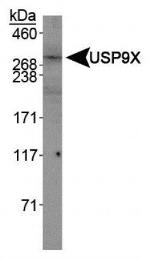 USP9X Antibody in Western Blot (WB)