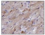 TIGAR Antibody in Immunohistochemistry (Paraffin) (IHC (P))