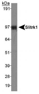 SLITRK1 Antibody in Western Blot (WB)