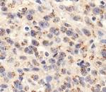 TGN46 Antibody in Immunohistochemistry (Paraffin) (IHC (P))