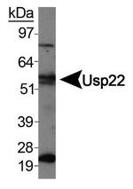 USP22 Antibody in Western Blot (WB)