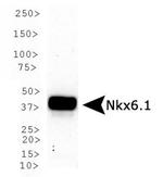 Nkx6.1 Antibody in Western Blot (WB)