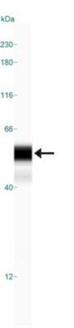 Nkx6.1 Antibody in Western Blot (WB)