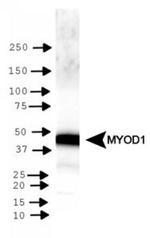 MYOD Antibody in Western Blot (WB)