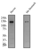 TEK Antibody in Western Blot (WB)