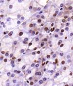 LAMTOR1 Antibody in Immunohistochemistry (Paraffin) (IHC (P))