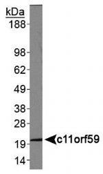 LAMTOR1 Antibody in Western Blot (WB)