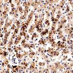 SMAD7 Antibody in Immunohistochemistry (Paraffin) (IHC (P))