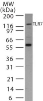 TLR7 Antibody in Western Blot (WB)