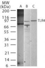 TLR4 Antibody in Western Blot (WB)