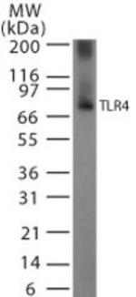 TLR4 Antibody in Western Blot (WB)