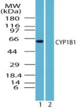 CYP1B1 Antibody in Western Blot (WB)