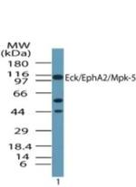 EphA2 Antibody in Western Blot (WB)