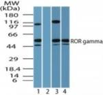 ROR gamma Antibody in Western Blot (WB)