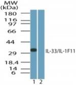 IL-33 Antibody in Western Blot (WB)