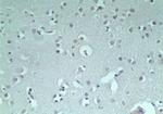 RNF128 Antibody in Immunohistochemistry (Paraffin) (IHC (P))