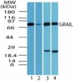 RNF128 Antibody in Western Blot (WB)